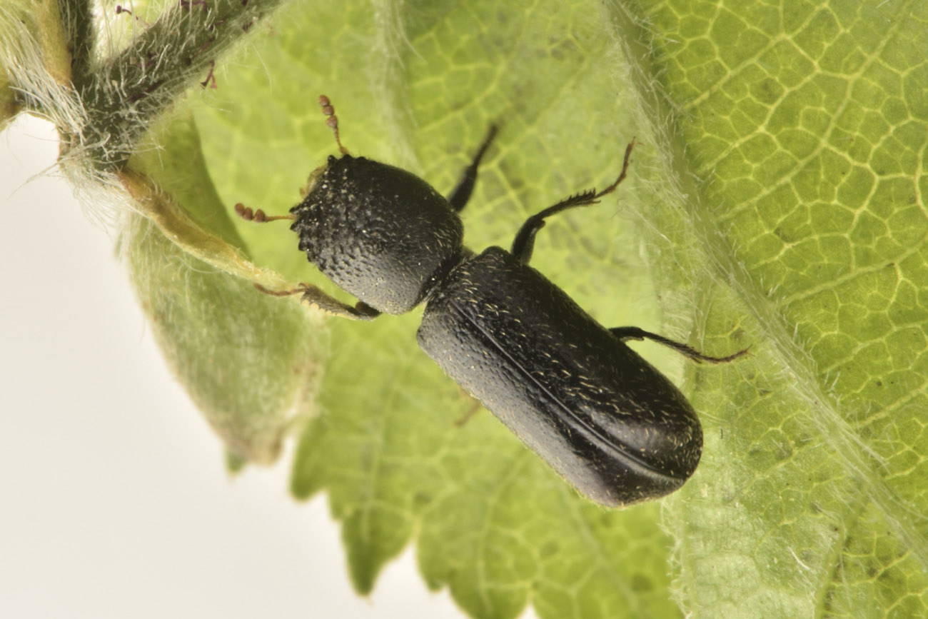 Bostrichidae: Xylopertha sp.? No, Micrapate xyloperthoides